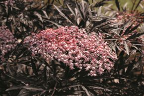 Sambucus nigra 'Black Lace' XXL Pflanze