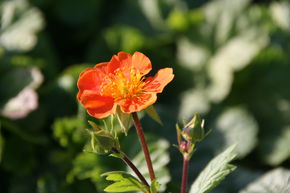 Geum coccineum 'Koi'