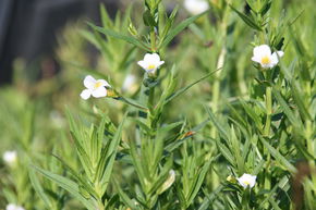 Gratiola officinalis