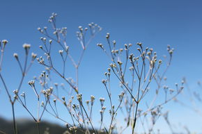 Gypsophila paniculata 'Schneeflocke'