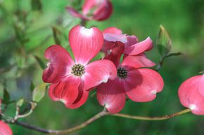 Hartriegel, Blumenhartriegel 'Rubra'