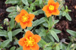 Helianthemum x cultivars 'Bronzeteppich'