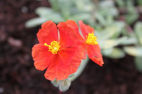 Helianthemum 'Henfield Brilliant'