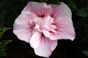 Hibiskus, Eibisch 'Pink Chiffon'