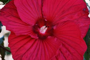 Hibiskus 'Fireball'