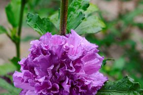 Hibiskus 'French Cabaret Purple'