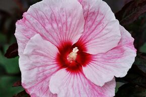 Hibiskus 'Kopper King' (S)