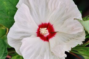 Hibiskus 'Old Yella'  -R-