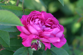 Rose 'Charles de Mills'