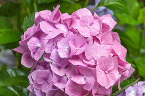 Hortensie, Ballhortensie 'Bela'  rosa