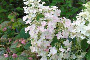 Hortensie, Rispen-Hortensie 'Unique'