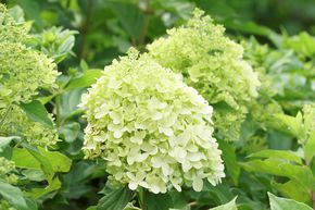 Hortensie, Rispenhortensie Midi-Hydrangeasy 'GreenEnergy'