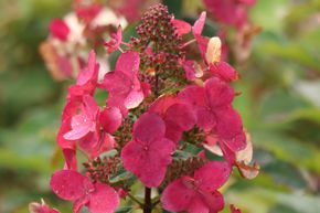 Hortensie, Rispenhortensie Mini-Hydrangeasy 'Red Chic'