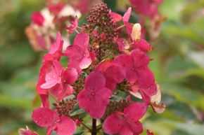 Hortensie, Rispenhortensie Mini-Hydrangeasy 'Red Chic'