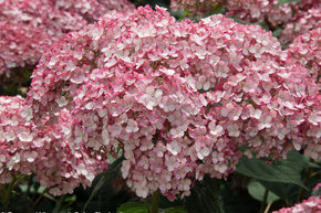 Hortensie, Schneeballhortensie 'Sweet Annabelle'