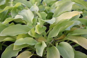 Hosta plantaginea 'Honeybells' 