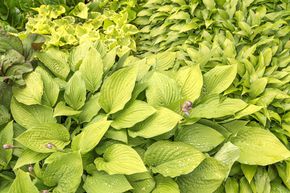 Hosta x fortunei 'Aurea'