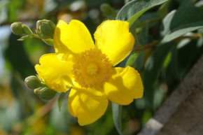 Hypericum patulum 'Hidcote'