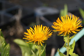 Inula orientalis