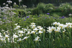 Iris sibirica 'White Swirl'