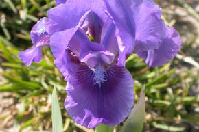 Iris x barbata - nana 'Banbury Ruffles' 