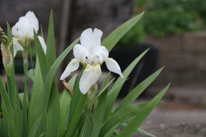 Iris x barbata-nana 'Bright White'