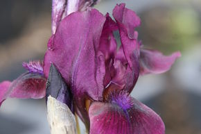 Iris x barbata-nana 'Cherry Garden'