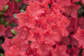 Japanische Azalee 'Satschiko'