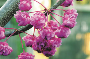 Kanadischer Judasbaum 'Pink Pom Poms' - Hochstamm