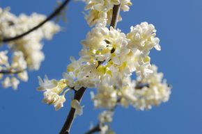 Kanadischer Judasbaum 'Texas White'