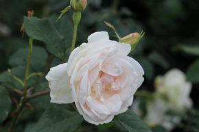 Rose 'Mme Alfred Carrire' 