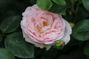 Kletterrose New Dawn 