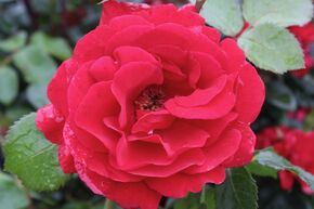 Kletterrose 'Sympathie'
