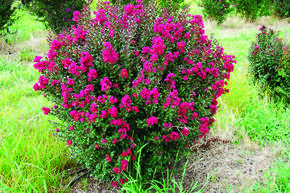 Lagerstroemia 'Double Feature'