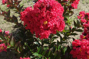 Lagerstroemia 'Enduring Summer Red'