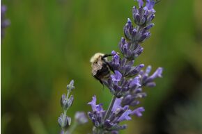 Lavendel 'Vera' im 1,3 lt. Vierecktopf