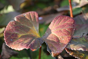 Ligularia dentata 'Midnight Lady' 