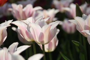 Lilienblütige Tulpe 'Ballade Lady'