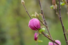 Magnolie 'Black Tulip'