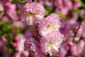 Prunus triloba