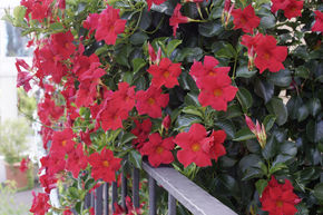 Dipladenia, Mandevilla 'Topaze Vermillon' Sule