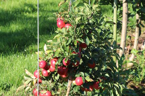 Zwergapfelbaum Maloni Lowfruit 'Gullivers'