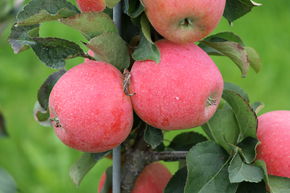 Zwergapfelbaum Maloni 'Winzling'