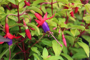 Fuchsia magellanica 'Genii'