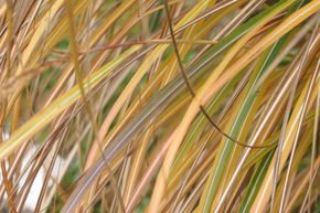 Miscanthus sinensis 'Adagio'