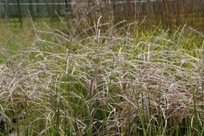 Miscanthus sinensis 'Kleine Fontne'