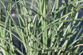 Miscanthus sinensis 'Kleine Silberspinne'