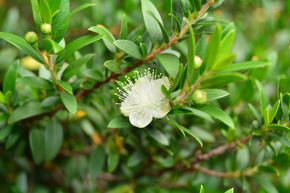 Myrte, Brautmyrte 'Microphylla'