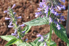 Nepeta kubanica