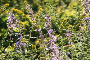Nepeta x faassenii 'Junior Walker' (S)